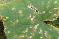 Image: Angular Leaf Spot 1