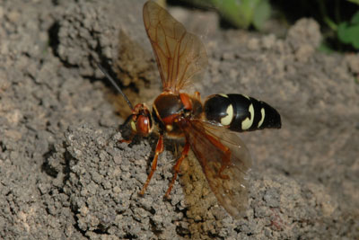 Cicada killer