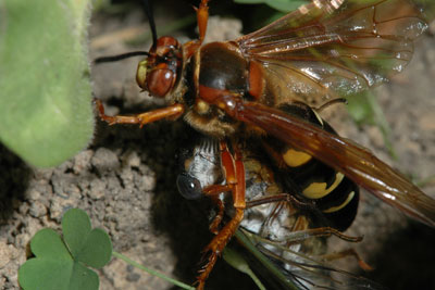 Cicada killer