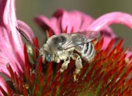 Leaf-cutter bees