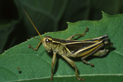 Twostriped grasshopper