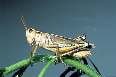 Twostriped grasshopper