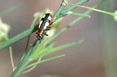 Common asparagus beetle