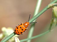 Spotted asparagus beetle