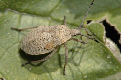 Squash bug