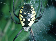 Black and yellow argiope spider