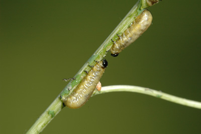 Common asparagus beetle larva