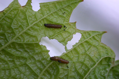 Grape flea beetle larva