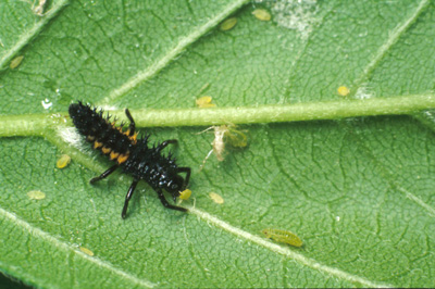 Multicolored Asian lady beetle larva