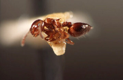 Acrobat ant
