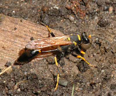 Mud dauber