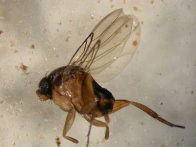 phorid flies drain fly humpbacked fruit garden gnats humpback insects fungus university insect extension wisconsin found
