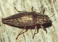 Metallic wood boring beetle