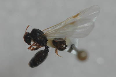Pavement ant male