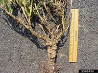 Plant growth regulator herbicide injury 3