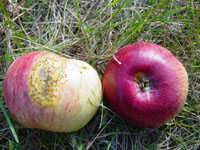 Image: Cedar-Apple Rust 1