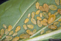 Image: Green Peach Aphid and Turnip Aphid 1