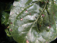 Image: Cercospora Leaf Spot 3