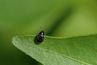 Image: Flea Beetle 1