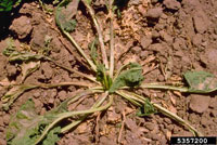 Image: Root Rot Complex 2