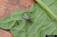 Image: Spinach Leafminer 3