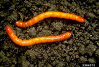 Image: Wireworms 1
