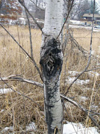Image: Perennial nectria canker 3