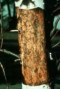 Image: Bronze birch borer 2