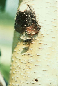 Image: Bronze birch borer 1