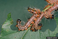 Image: Yellownecked caterpillar 1
