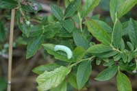 Image: Honeycrisp Leaf Mottle Disorder 1