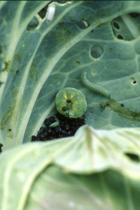 Image: Cabbage Looper 2