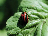 Image: Red Turnip Beetle 2