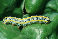 Image: Zebra Caterpillar 2