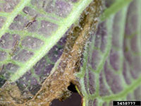 Bacterial leaf blight 2