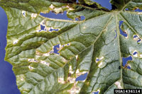 Image: Angular Leaf Spot 1
