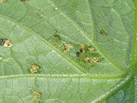 Image: Angular Leaf Spot 2