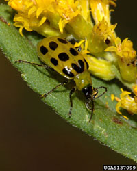 Image: Spotted Cucumber Beetle 2