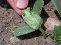 Image: Striped Cucumber Beetle 1