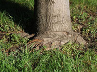 Image: Stem girdling roots, trunk base 1