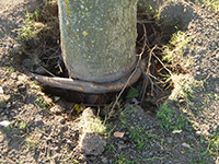 Image: Stem girdling roots, trunk base 2