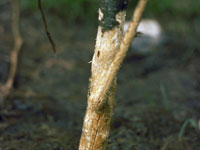 Image: Vole feeding, plant trunk up close 1