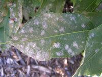 Image: Powdery mildew, leaf up close 1