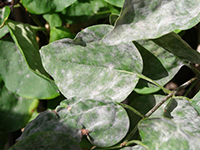 Image: Powdery mildew, leaf up close 3