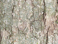 Image: Smooth patch, bark up close