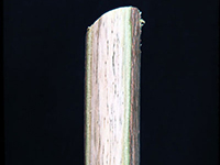 Image: Verticillium, twig up close