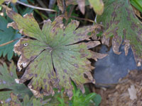 Image: septorial leaf spot 1