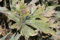 Image: septorial leaf spot 2
