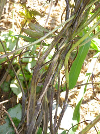 Image: septorial leaf spot 3