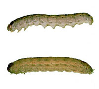 Cutworms 2